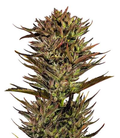 Семена сорта Thin Mint x Sour Pinot Auto