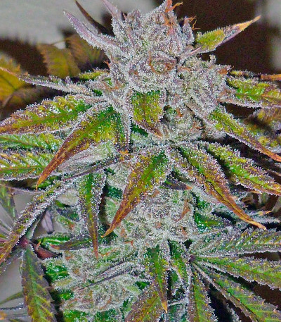 Сорт конопли Acapulco Gold