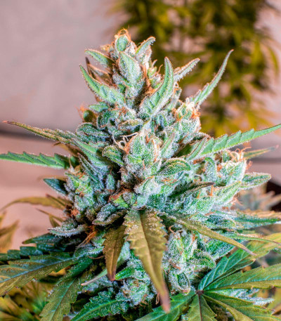 Семена сорта Super Lemon Haze Auto (Семяныч)