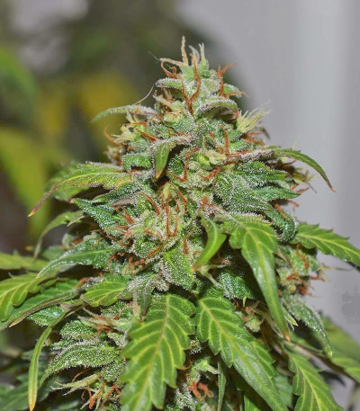 Семена сорта Californian Snow auto fem