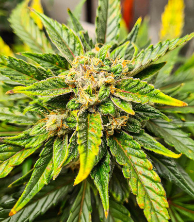 Семена сорта Glue Gelato Auto fem (Barney's Farm)