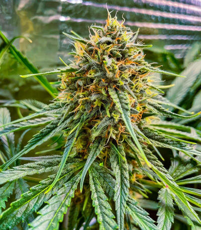 Семена сорта Jack Herer fem (Seedkeepers)