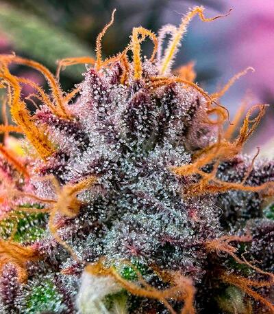 Семена сорта Nuggz R1 fem (Ethos Genetics)