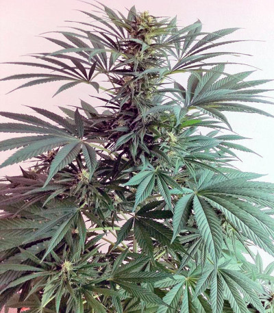 Семена сорта Nebula II CBD fem (Paradise Seeds)