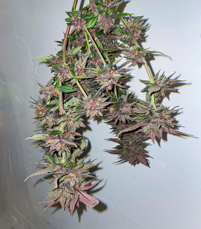 Семена сорта Still Bubba fem (AlphaFem Seeds)