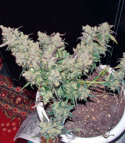 Семена сорта S.A.D. Sweet Afgani Delicious Auto fem (Sweet Seeds)