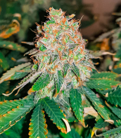 Семена конопли сорта Permanent Marker fem (7CH American)