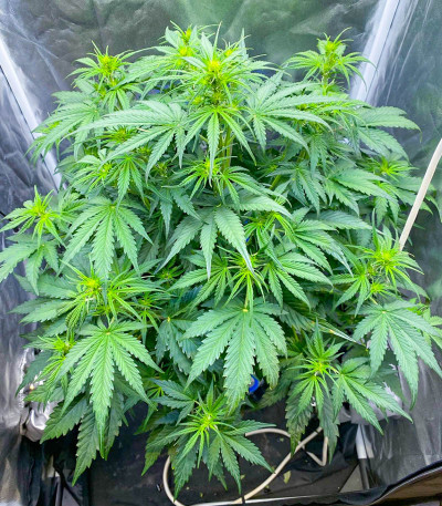 Семена сорта Scout Cookies auto fem (Семяныч)