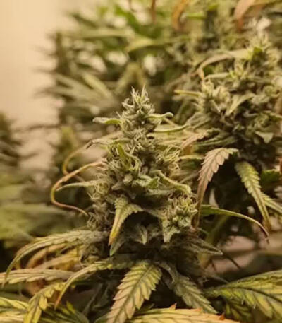 Семена сорта HighCloudZ fem (Green House Seeds)