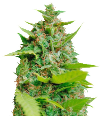 Семена сорта Kiss Dragon fem (Samsara Seeds)