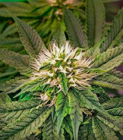 Семена сорта 50 Dragons fem (UKHTA)