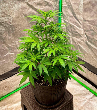 Семена конопли сорта Amnesia Haze