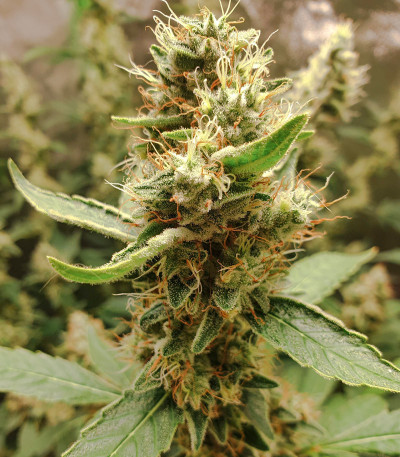 Семена сорта Cookies USA fem (Pyramid Seeds)
