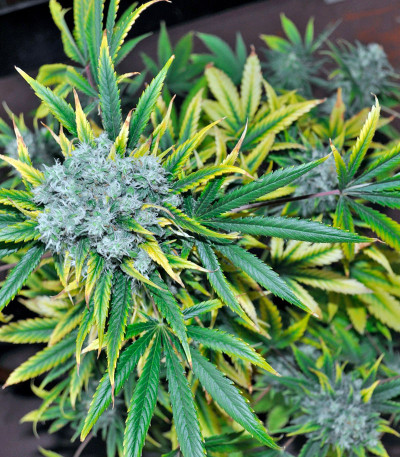 Семена сорта Damnesia fem (Strain Hunters)
