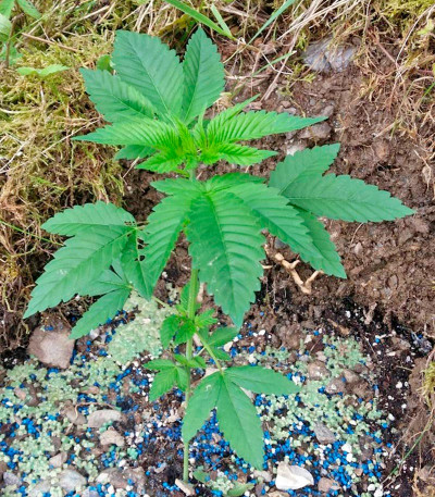 Семена сорта Lemon Thai Kush fem