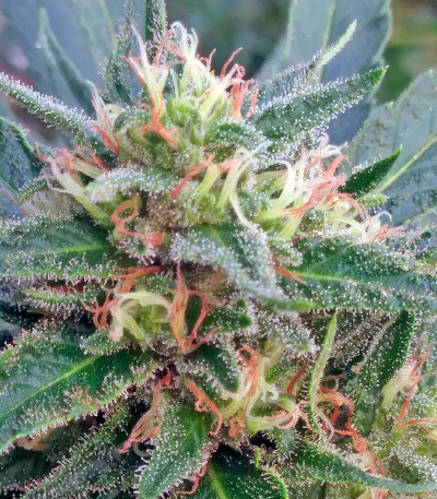 Семена сорта Pineapple Skunk fem (Humboldt Seeds)