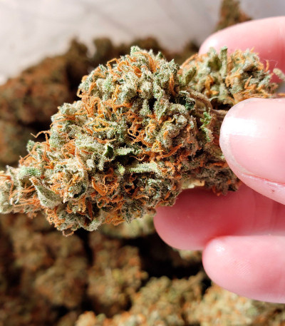 Семена сорта Strawberry Banana Auto fem (FastBuds)