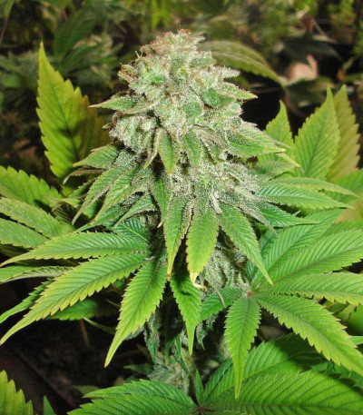 Семена сорта White Widow fem (Семяныч)