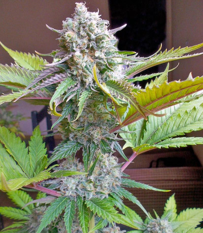 Семена сорта Atomical Haze fem (Paradise Seeds)