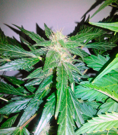 Семена сорта Vertigo Auto fem (Paradise Seeds)