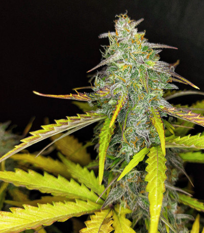 Семена сорта Auto Blueberry fem (Dutch Passion)