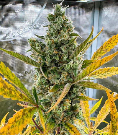 Семена сорта CBD Lemon Auto fem (Herbies Seeds)
