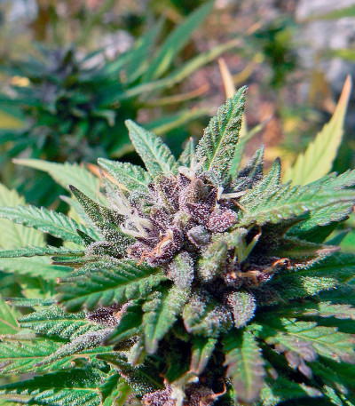 Сорт марихуаны Hollands Hope