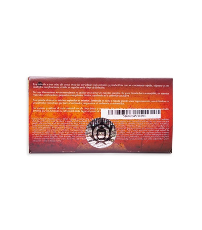 Семена сорта Buddha Magnum auto fem