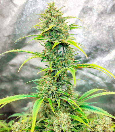 Семена сорта Wedding Cake fem (Семяныч)