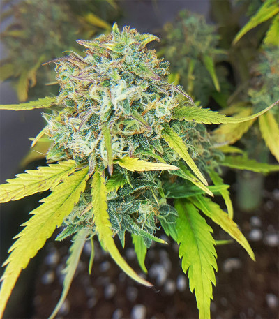 Семена сорта Zkittlez Auto fem (FastBuds)