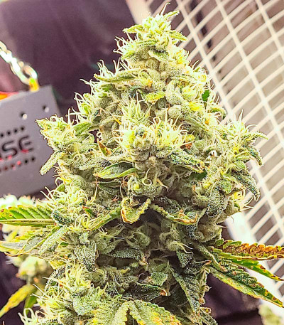 Семена сорта Jungle Breath fem (7CH American)