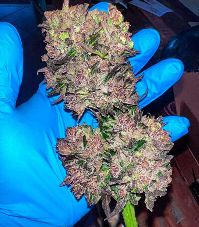 Семена сорта Zkittlez × Gorilla Glue fem (7CH Seeds & Cali Buds Seeds)