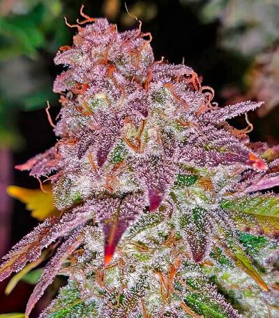 Семена сорта Afghanka Auto fem (Семяныч)