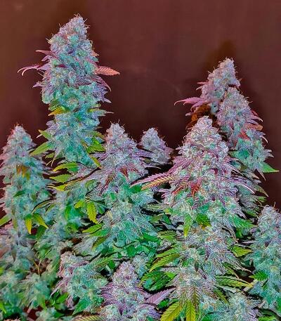 Семена сорта Afghanka Auto fem (Семяныч)
