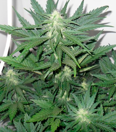 Сорт конопли Armata Skunk