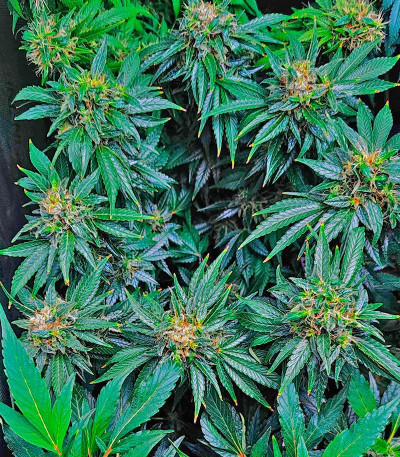 Семена сорта Mimosa Shot fem (Herbies Seeds)