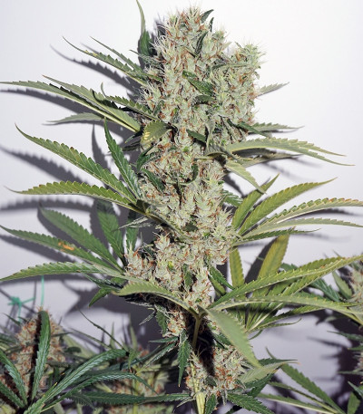 Семена каннабиса The Edge