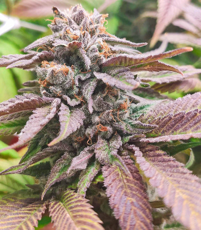 Семена сорта Watermelon Zkittlez Auto fem