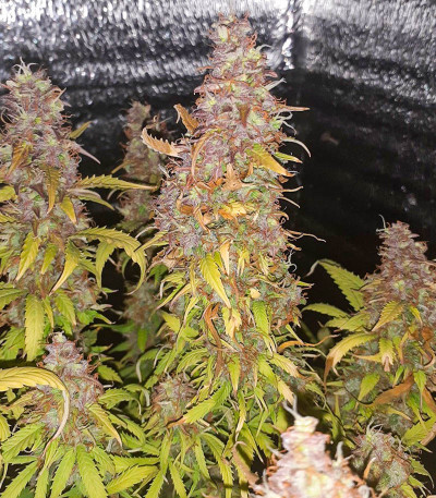 Семена сорта Auto Ak (Auto Ak 47) fem (Семяныч)