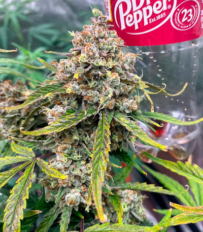 Семена сорта Lemon Drizzle fem (Barney's Farm)