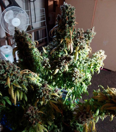 Семена сорта AK-49 fem (Vision Seeds)