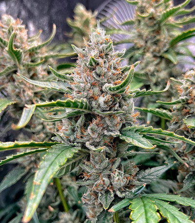 Семена сорта Banana Daddy Auto RBX2 fem (Ethos Genetics)