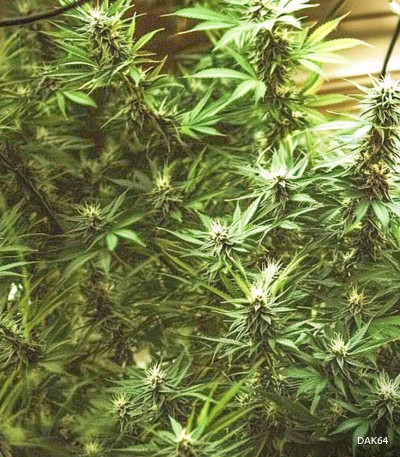 Семена сорта Gorilla fem (Семяныч)