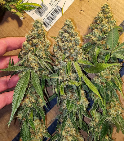 Семена сорта Dozy Sith fem (AlphaFem Seeds)