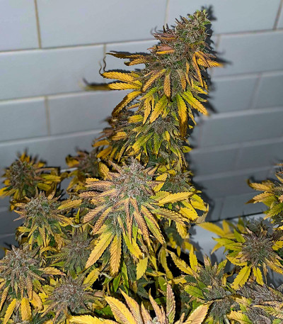 Семена сорта Grandmommy Purple fem (Herbies Seeds)