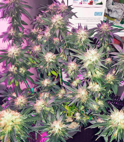 Семена сорта Amnesia Haze (Haze 1) fem (Nirvana Seeds)