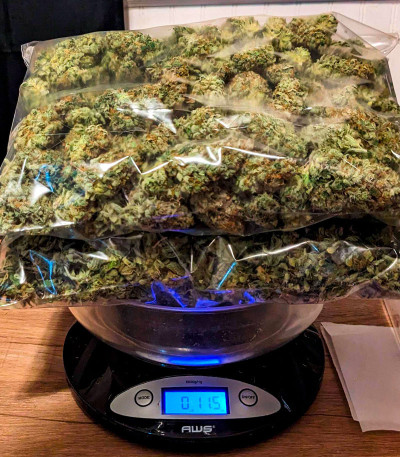 Семена сорта Jamnesia Haze fem (Dr. Krippling Seeds)