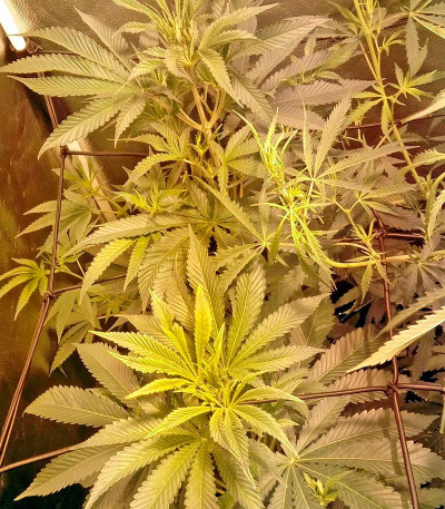 Семена сорта Karamelo (Kreamy Karamel) fem