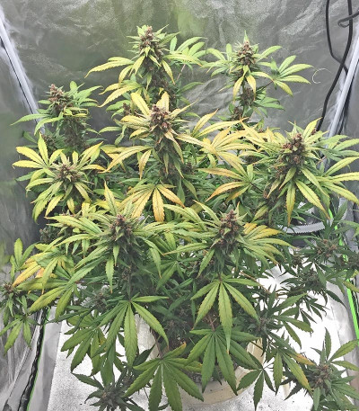 Семена сорта LSD-25 Auto fem