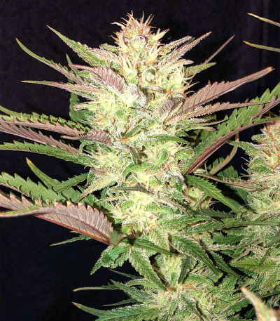 Семена сорта Original Blackberry auto fem (FastBuds)